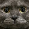 𝕤𝕫𝕞𝕚 profil fotoğrafı