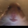 Profilbild von cryptoLFG