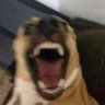 kuki's profile picture