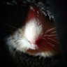 CriesOfTreason's profile picture