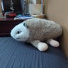 Petey profil fotoğrafı