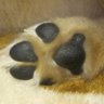 Profilbild von limaco