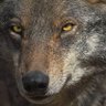 Profilbild von ElLobo_