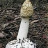 Фото профиля jimmy fluffer