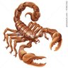 scorpio's profile picture