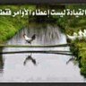محمد الفهد's profile picture