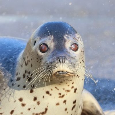 WAlexandrite's profile picture