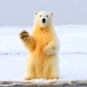 The Polar Bear's X profil fotoğrafı