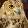 🦅🦅 profil fotoğrafı