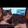 Citothechef profil fotoğrafı