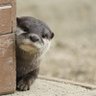 かずのこ 的头像