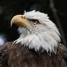 Brother Nature profil fotoğrafı