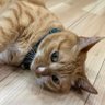 🐈メイちゃん's profile picture