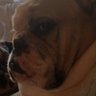 Profilbild von them dawgs hell