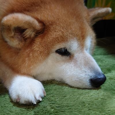 ❁じゅん&柴犬しまこ❁'s profile picture