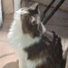 もふ猫 的头像