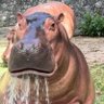 M.N.O.P's profile picture