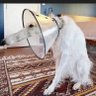 Profilbild von Mange buoy