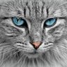 nyoo's profile picture