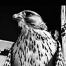 ن's profile picture