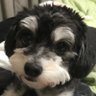 NIBS's profile picture