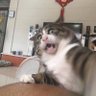 Hieu Luong ngoc's profile picture