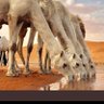 ✍️.. راعي الأولة.. profil fotoğrafı