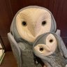 Фото профиля ムラまさ🦉