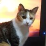 三毛猫みっちゃん's profile picture