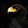 Verreaux's eagle's profile picture