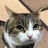 Gato Baboso profil fotoğrafı