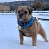 Lord Hamish HRH ⚜️🐶 profil fotoğrafı
