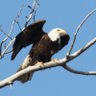 AK Conservative profil fotoğrafı