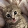 Pooh Say Cat 💕's profile picture