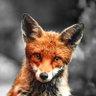 Fox 的头像