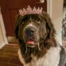 Kam the Newfoundland's profile picture
