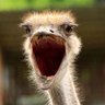 Where Is My Ostrich? 🐀's profile picture