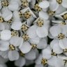 Фото профиля Golden Gotterdhammarung