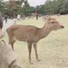 かずさく🦌🐰 的头像