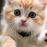 Cathie Crypto's profile picture