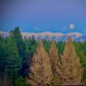 Above the trees's profile picture