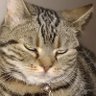猫になりたい's profile picture