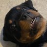 WagnerTaMere's profile picture