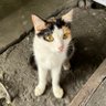 ChipiChipiChapaChapa's profile picture