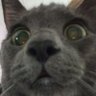 Profilbild von Silver ㋐
