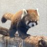 元野良猫を最近飼い始めたので記録垢's profile picture