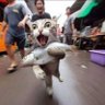 Profilbild von 奈何桥上忽悠鬼