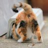 Фото профиля 🐈⬛Mommaem catt🐈⬛