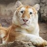 Avacutetiger🐯 的头像