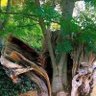 Anma Hau profil fotoğrafı